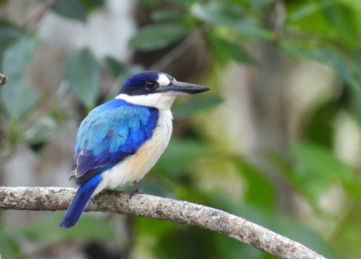 Forest Kingfisher - ML639096747