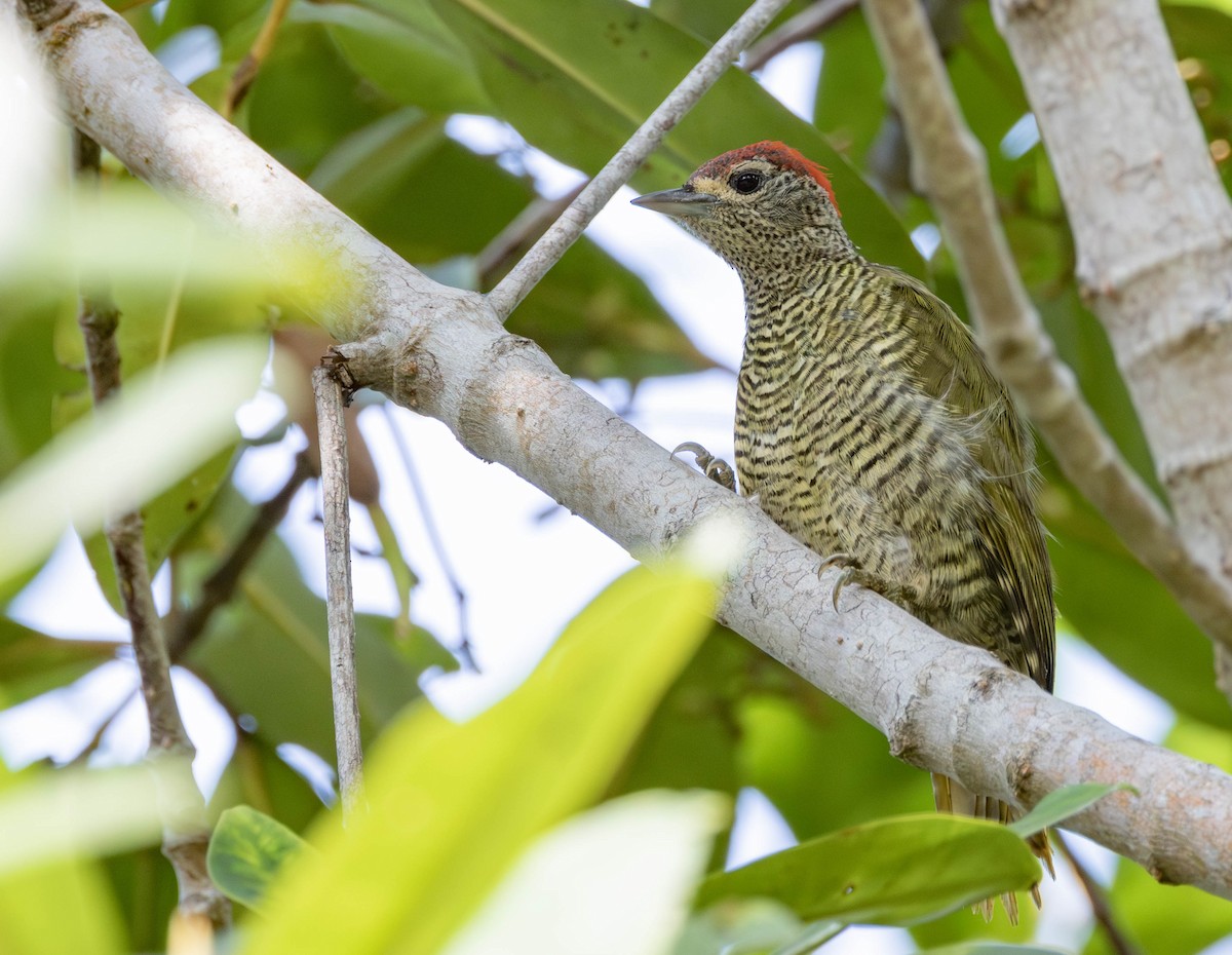 Green-backed Woodpecker - ML639096757