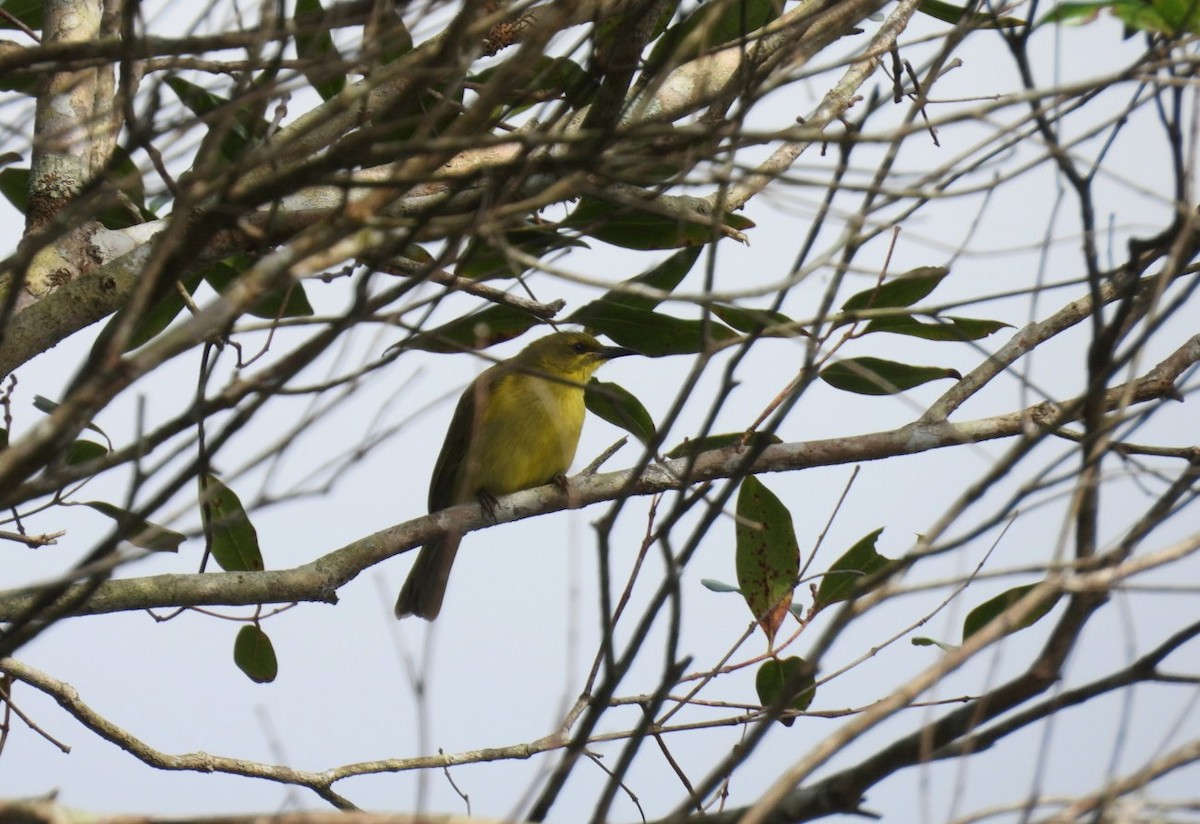 Yellow Honeyeater - ML639096761