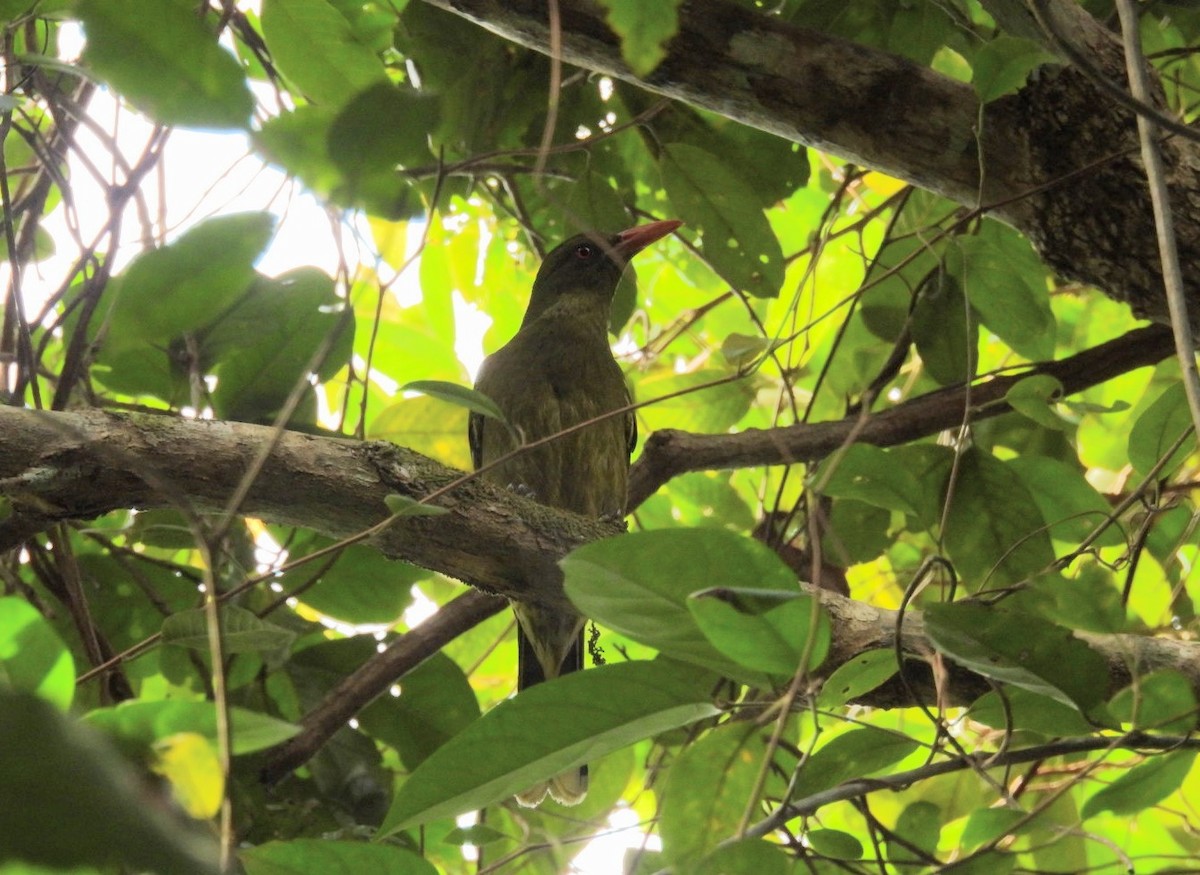 Green Oriole - ML639096770