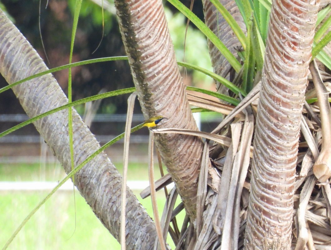 Sahul Sunbird - ML639096777