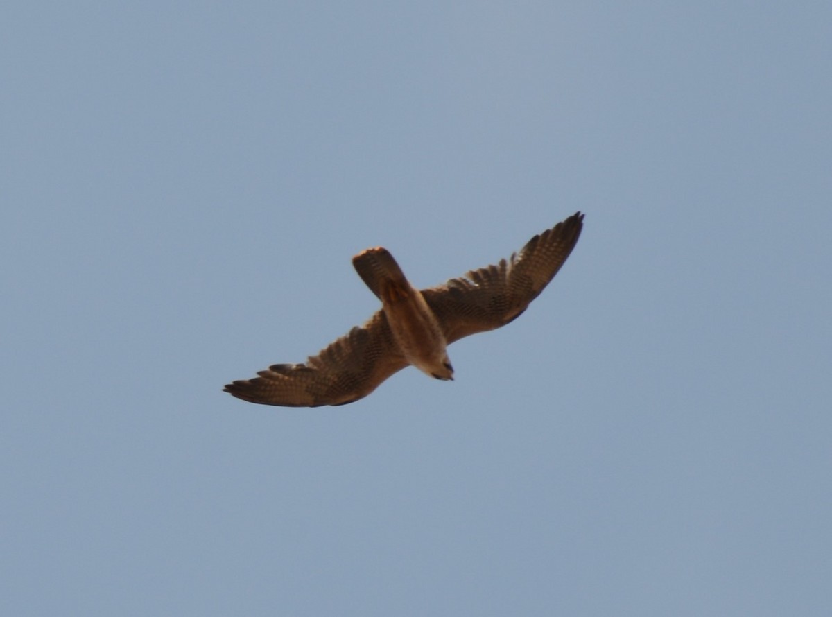 Falco sp. - ML639096781