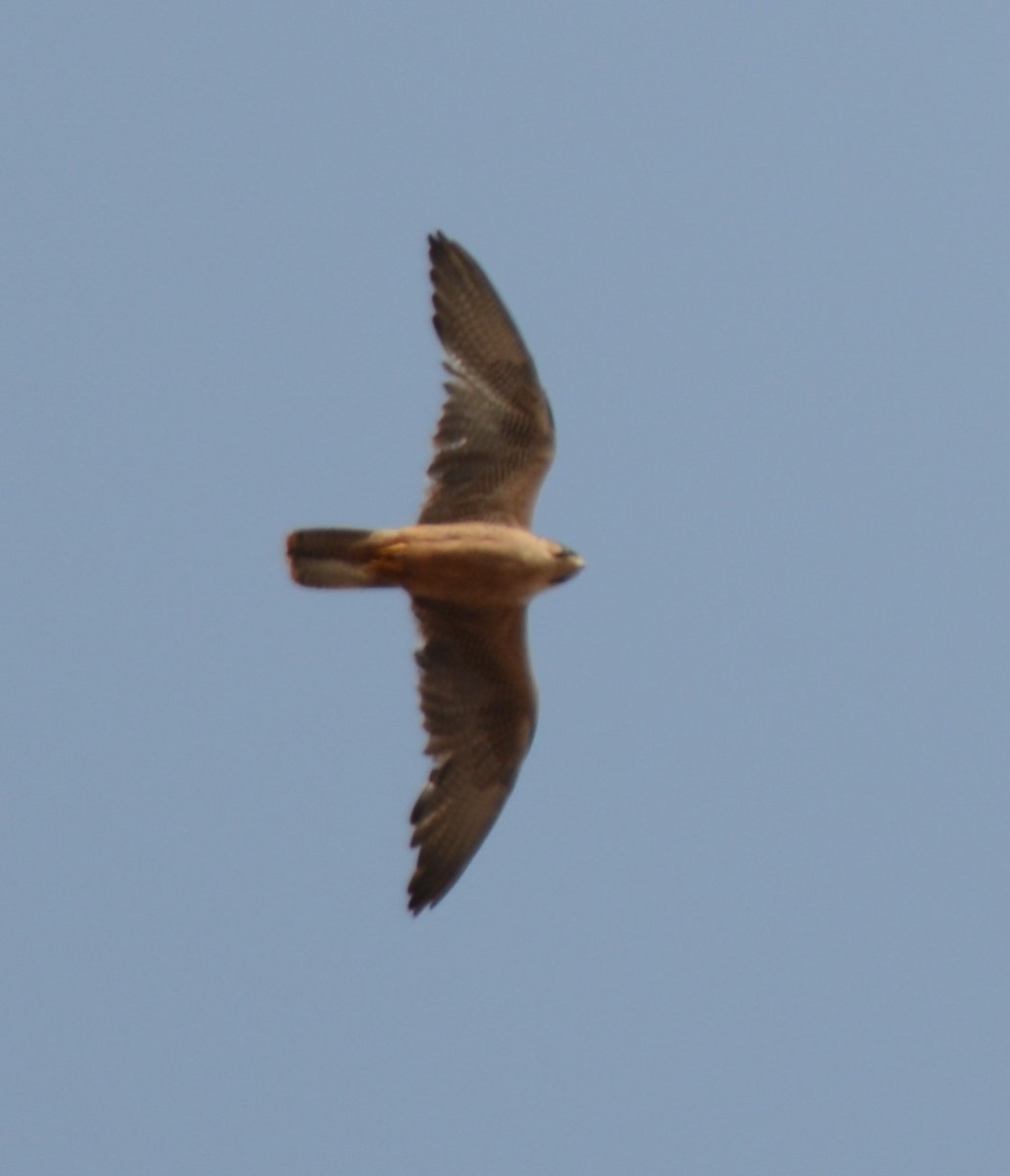 Falco sp. - ML639096782
