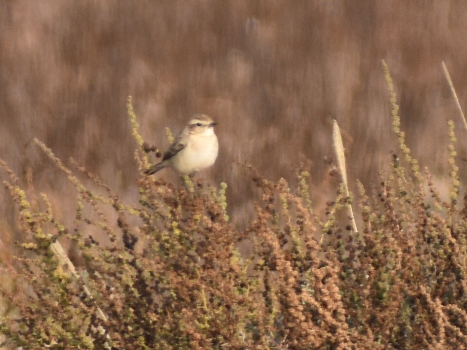 White-browed Bushchat - ML639096841