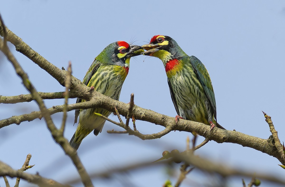 Coppersmith Barbet - ML639096863