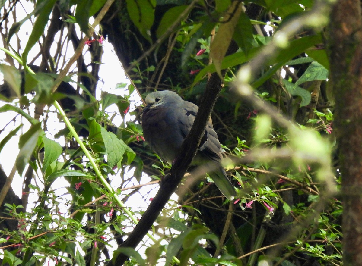 Maroon-chested Ground Dove - ML639096866