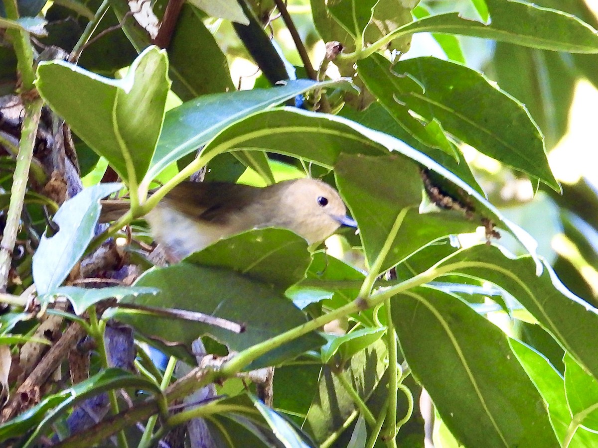 Large-billed Scrubwren - ML639096935