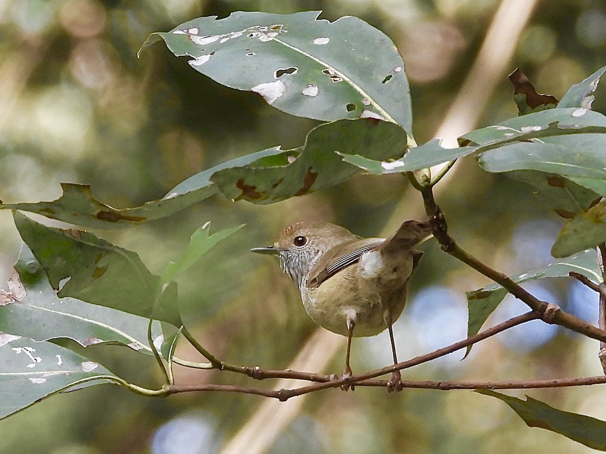Brown Thornbill - ML639096973