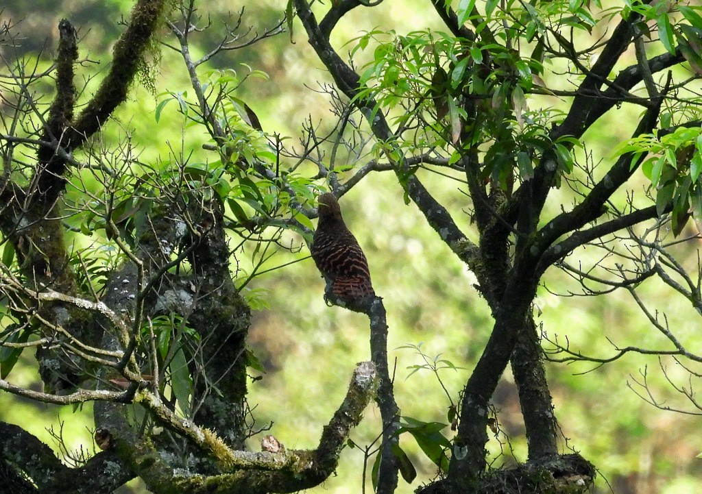 Bay Woodpecker - ML639096975