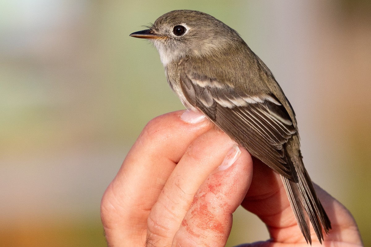 Least Flycatcher - ML639096976