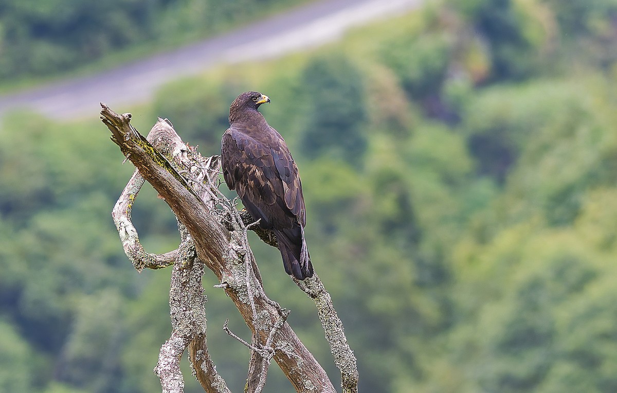 Black Eagle - ML639096998