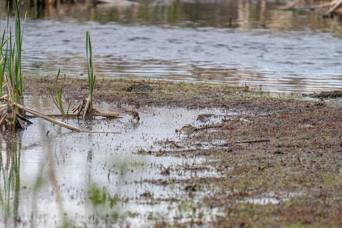 Least Sandpiper - ML639096999
