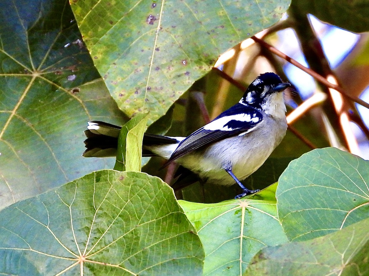 White-eared Monarch - ML639097002