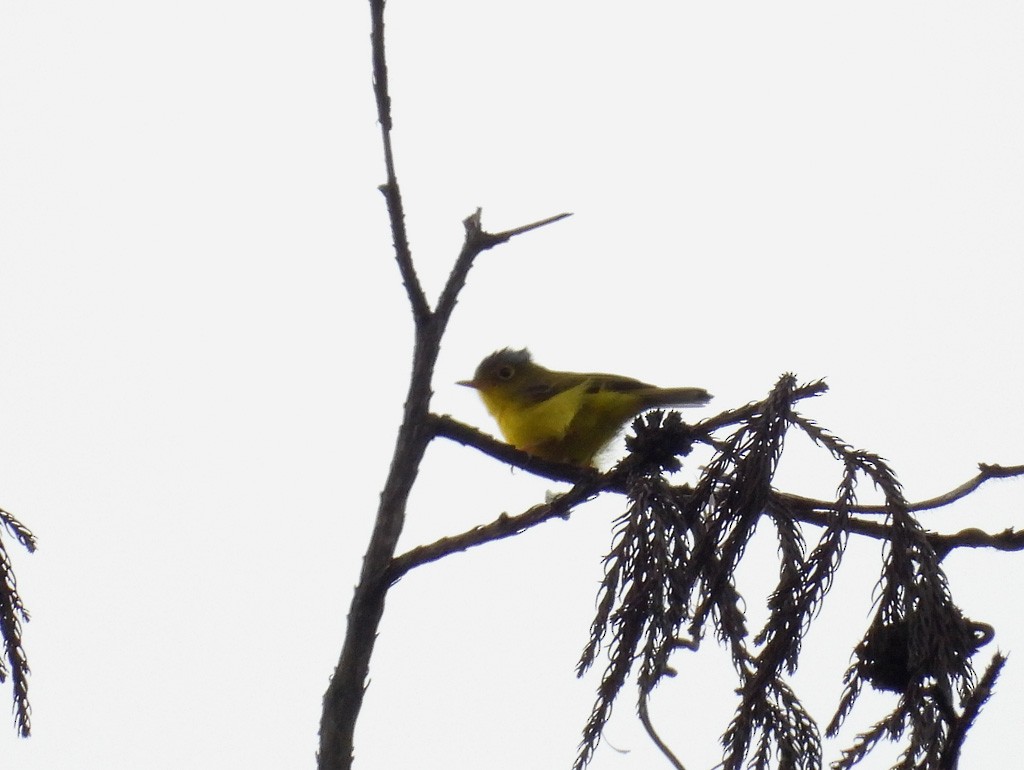 Martens's Warbler - ML639097019