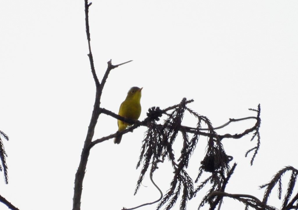 Martens's Warbler - ML639097020