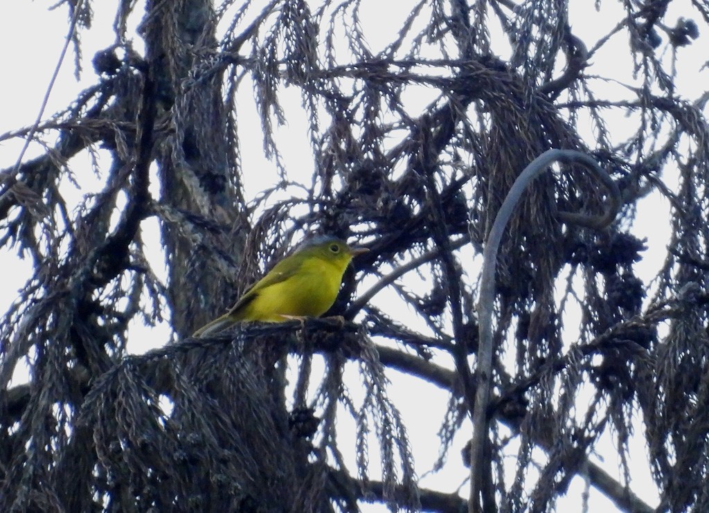 Martens's Warbler - ML639097022