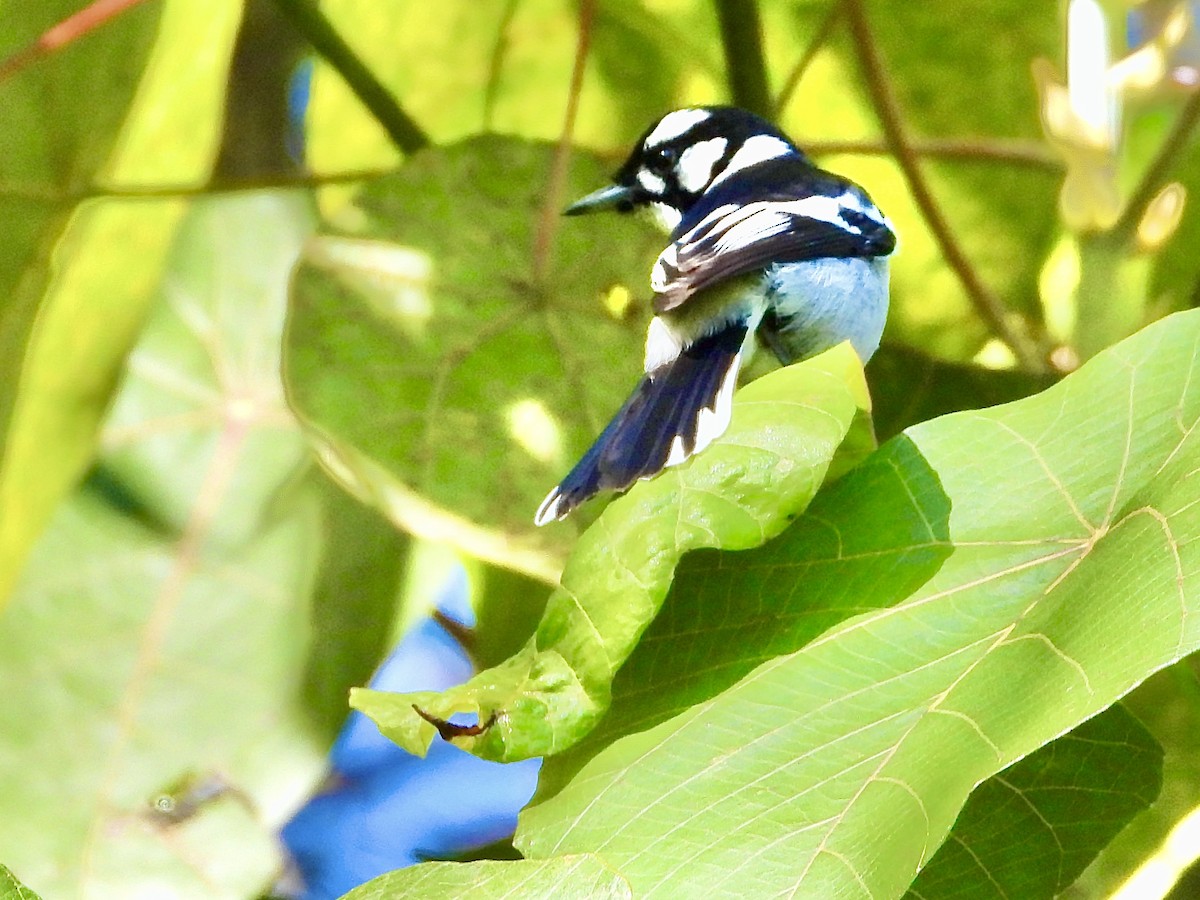 White-eared Monarch - ML639097029