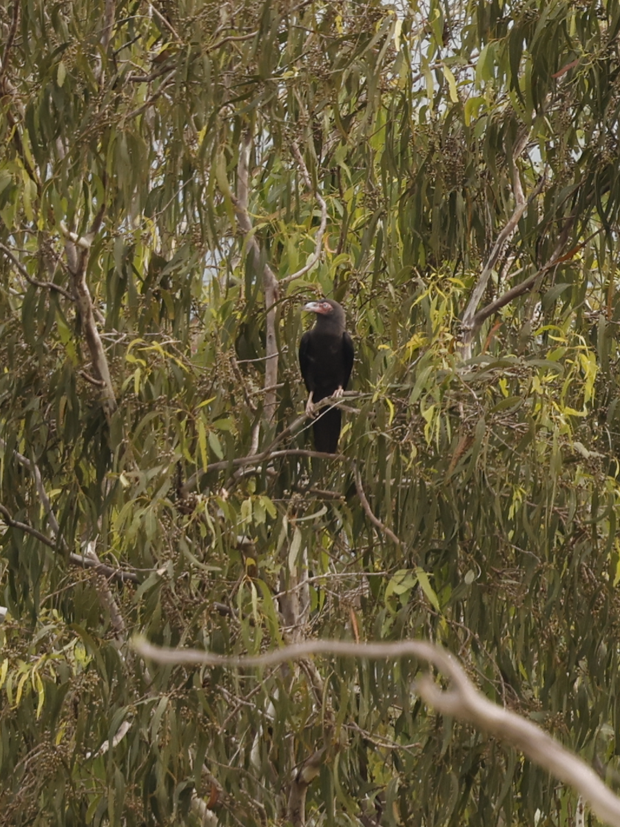 Gray Crow - ML639097119