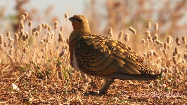 Kılkuyruk Bağırtlak - ML639097122