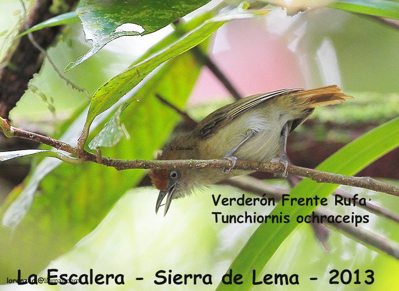 Tawny-crowned Greenlet - ML639097141
