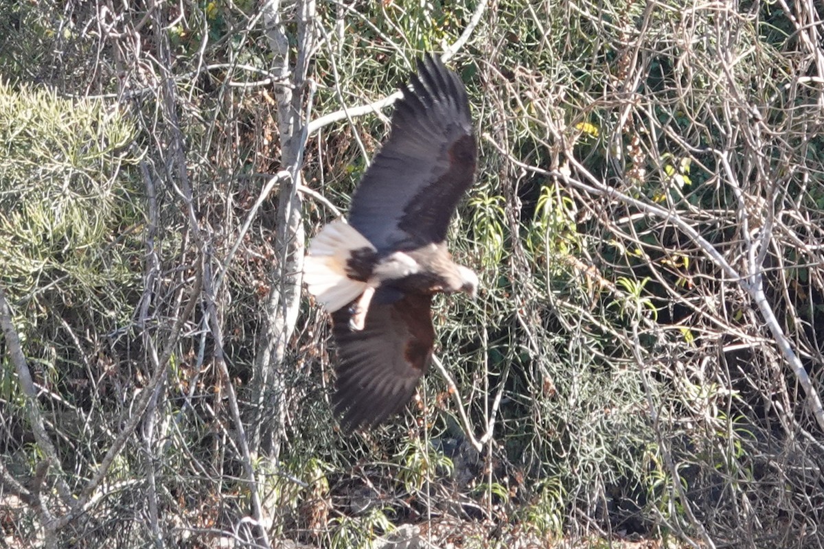 gasserflodørn - ML639097216