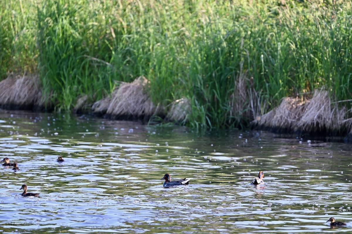 Green-winged Teal - ML639097234
