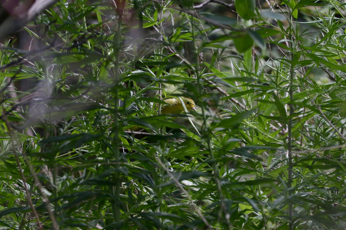Yellow Warbler - ML639097302
