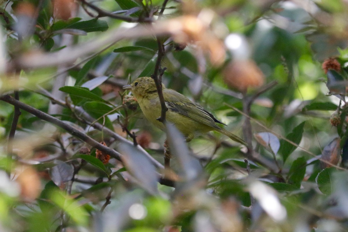 Yellow Warbler - ML639097303