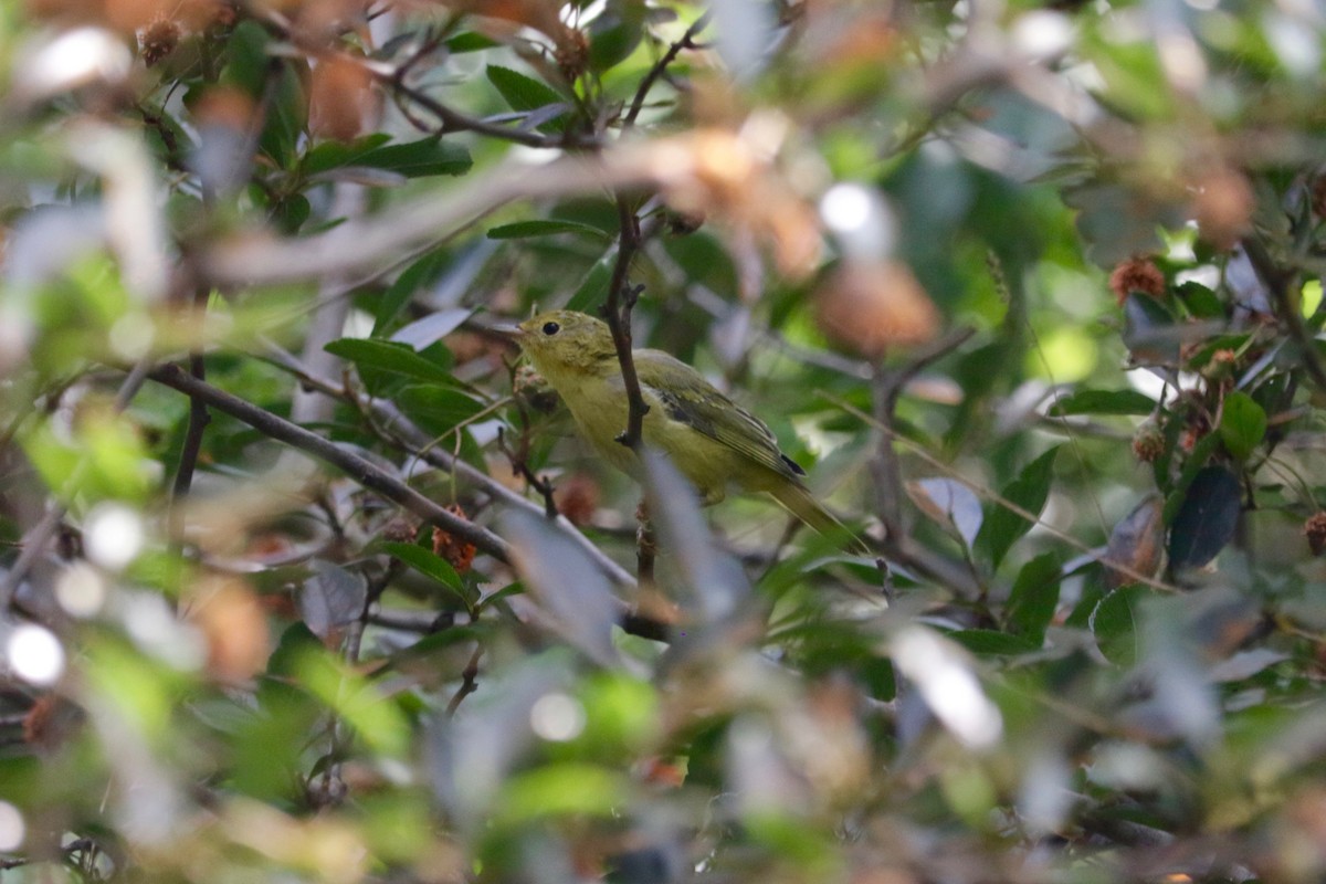 Yellow Warbler - ML639097304