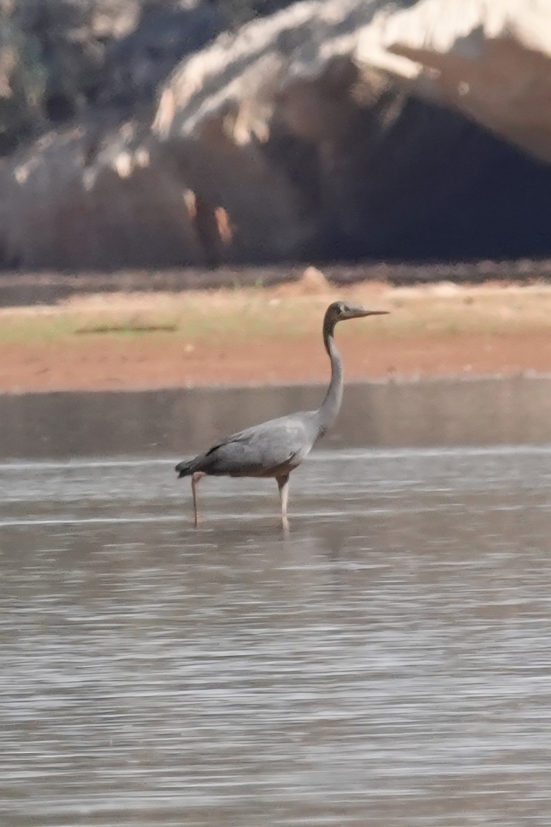 Humblot's Heron - ML639097330