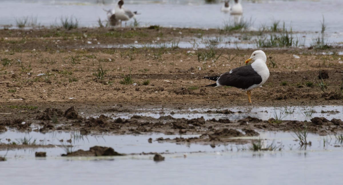 Lesser Black-backed Gull - ML639097354