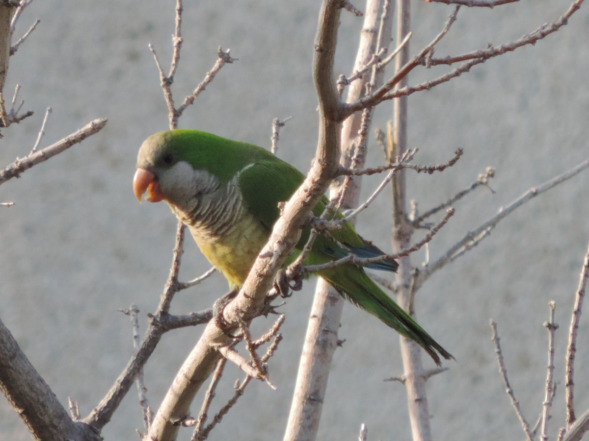 Monk Parakeet - ML639097393