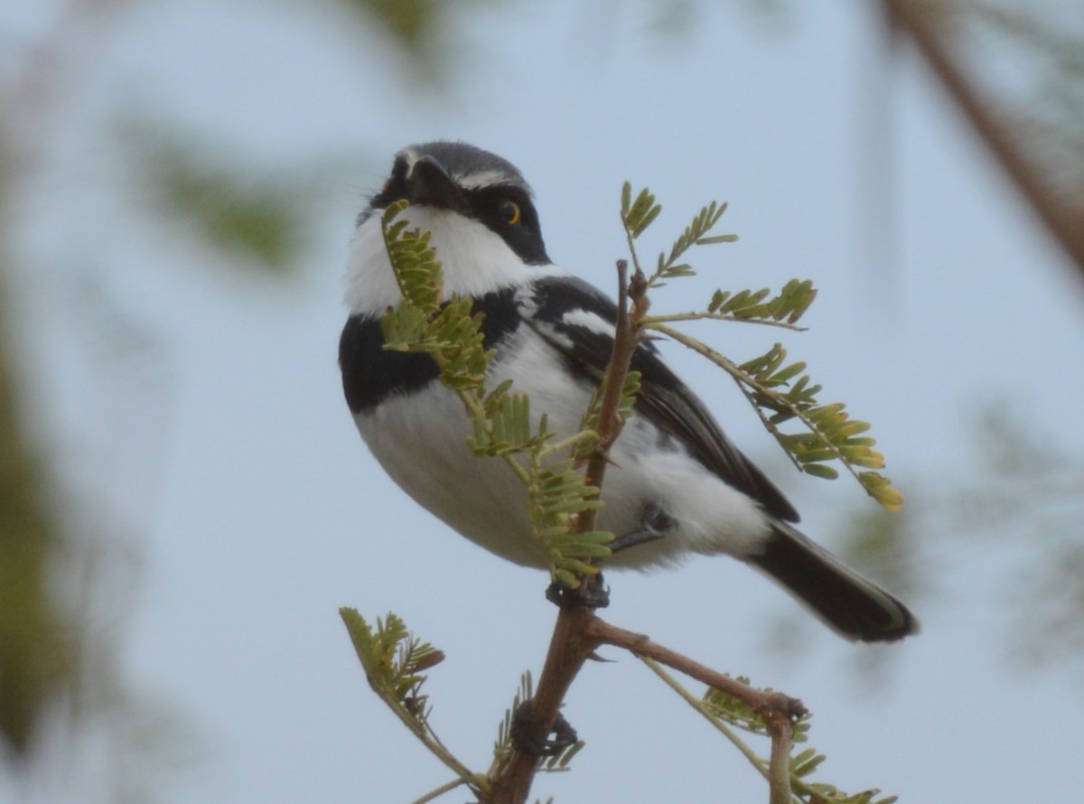 Pygmy Batis - ML639097424