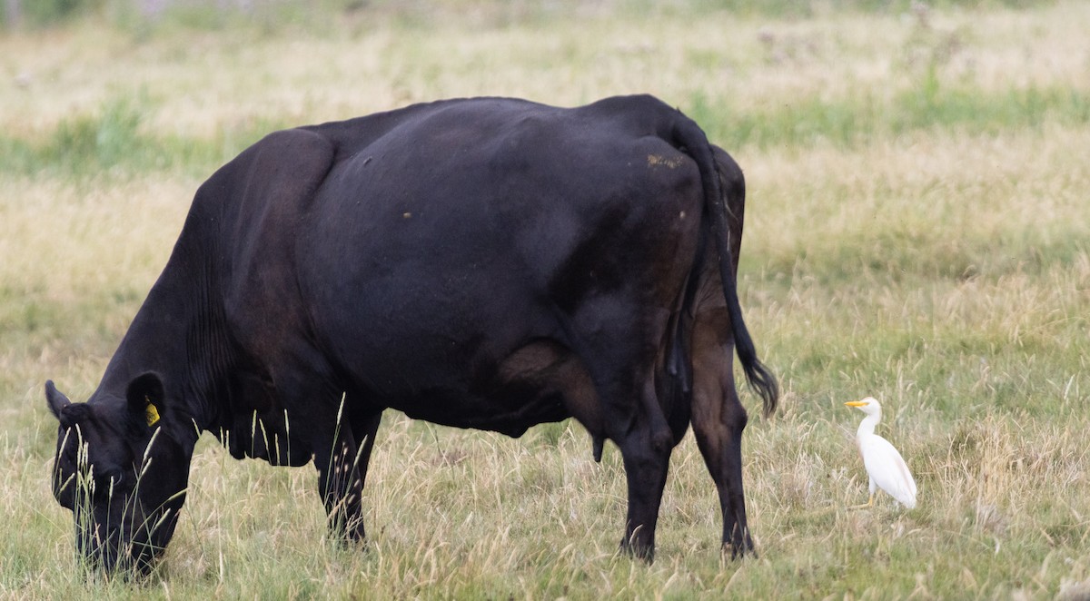 Western Cattle-Egret - ML639097454