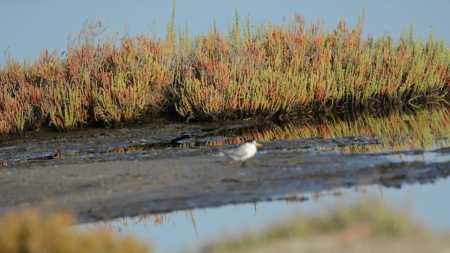 Little Tern - ML639097526