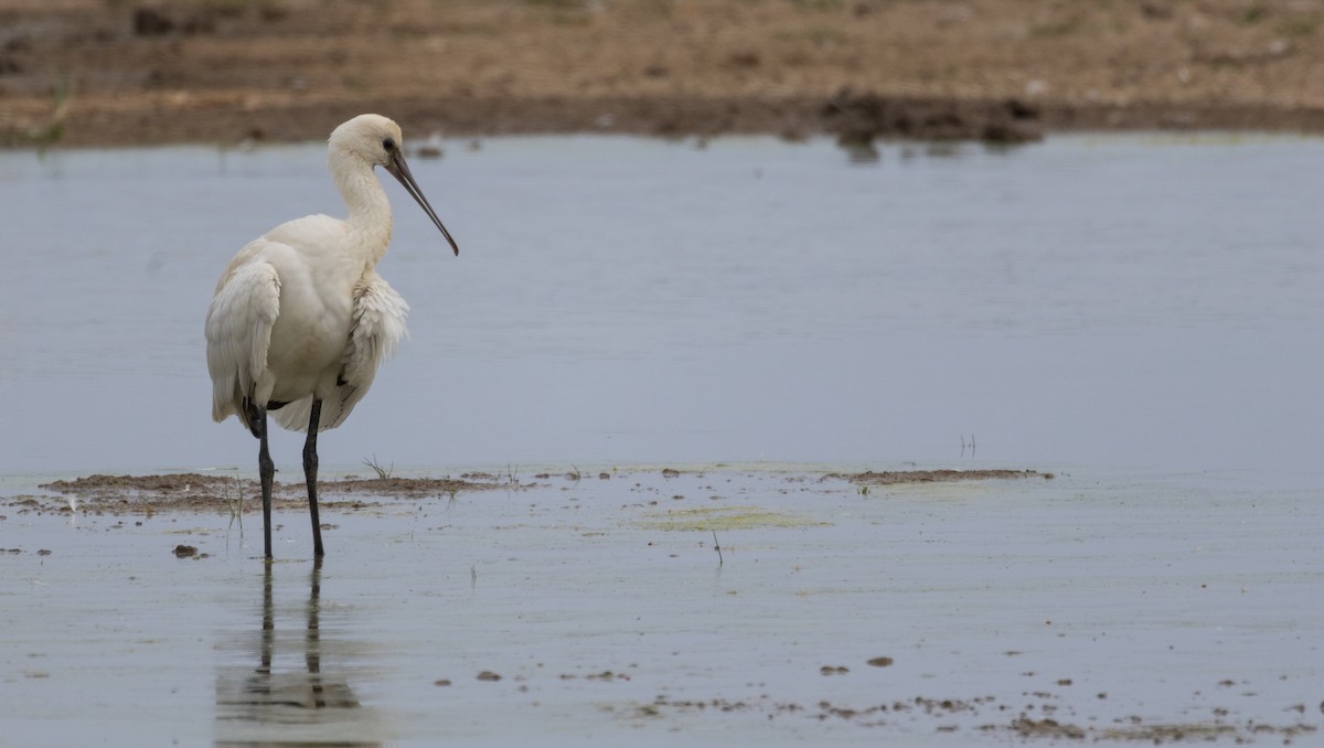 Eurasian Spoonbill - ML639097530
