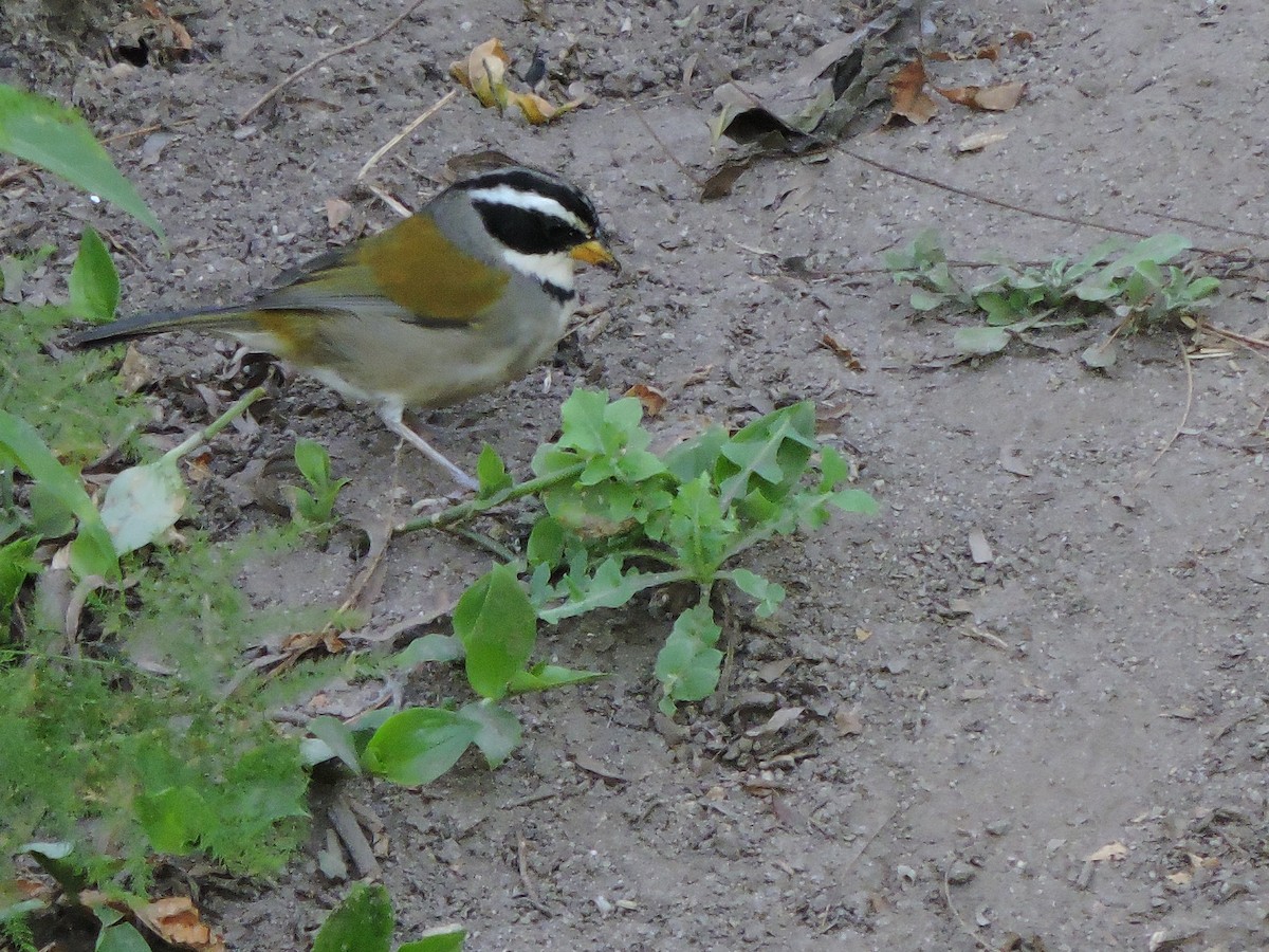 Moss-backed Sparrow - ML639097552