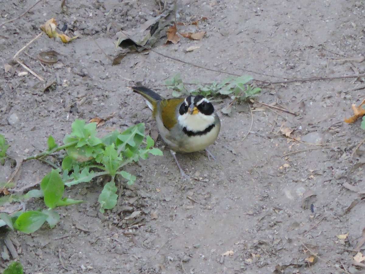 Moss-backed Sparrow - ML639097553