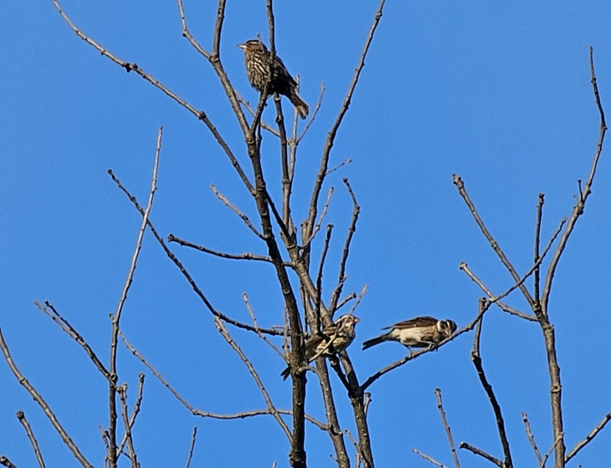Rose-breasted Grosbeak - ML639097562