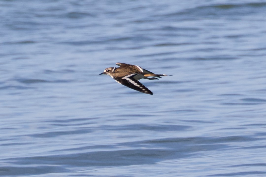 Killdeer - ML639097571