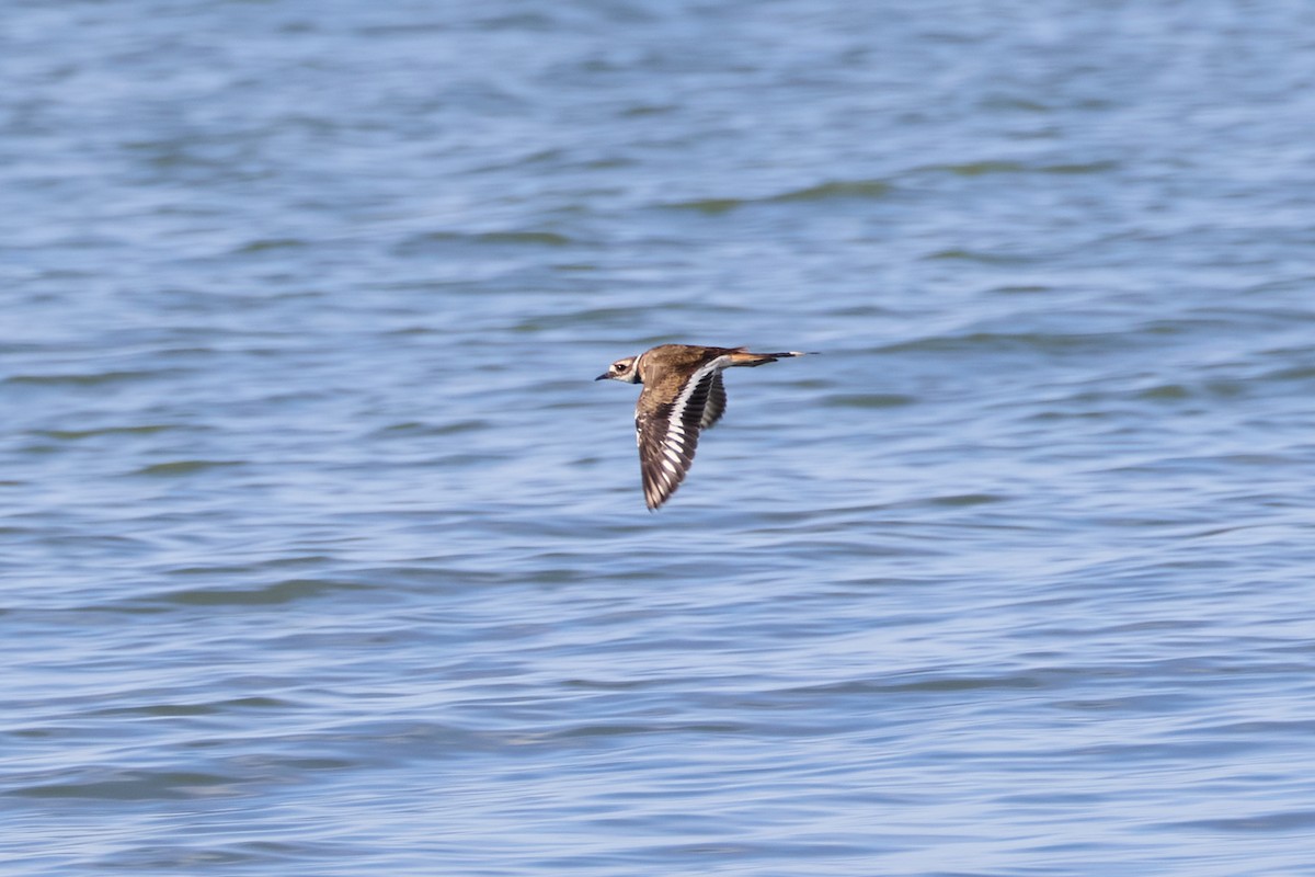 Killdeer - ML639097572