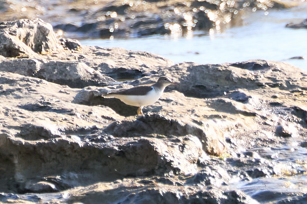 Spotted Sandpiper - ML639097579