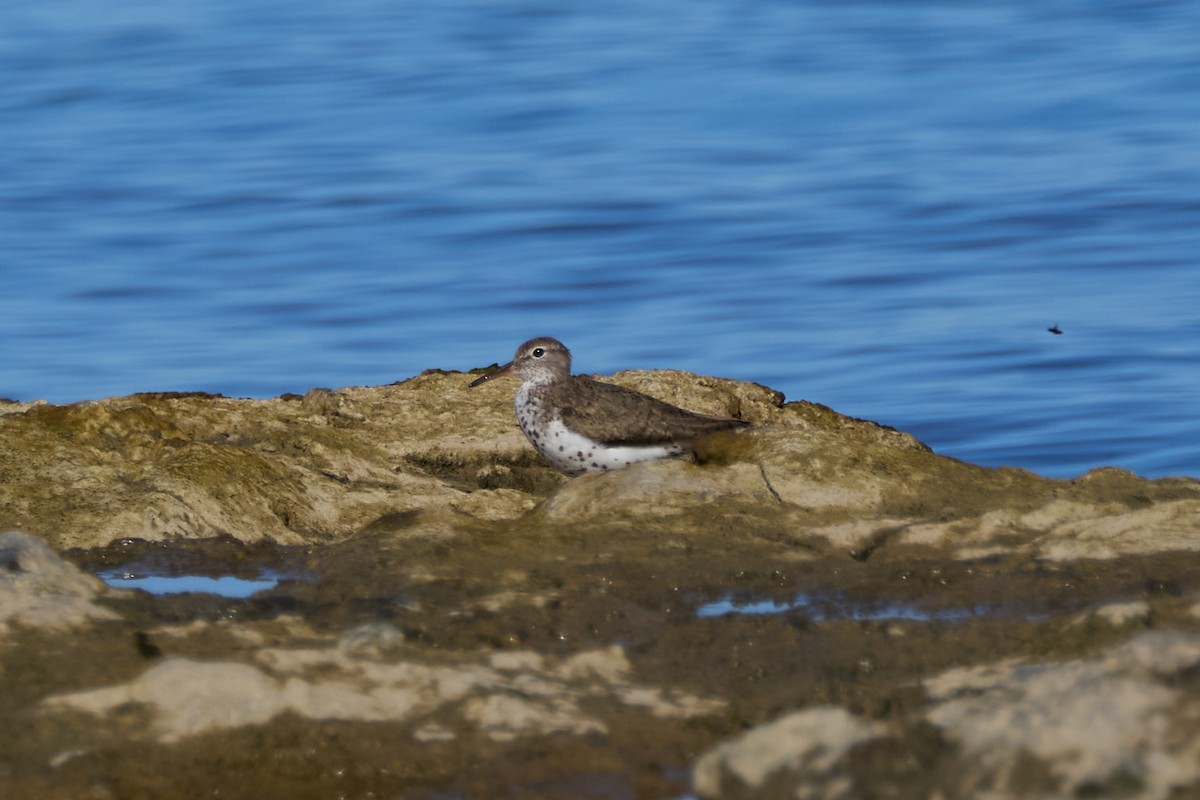 Spotted Sandpiper - ML639097580
