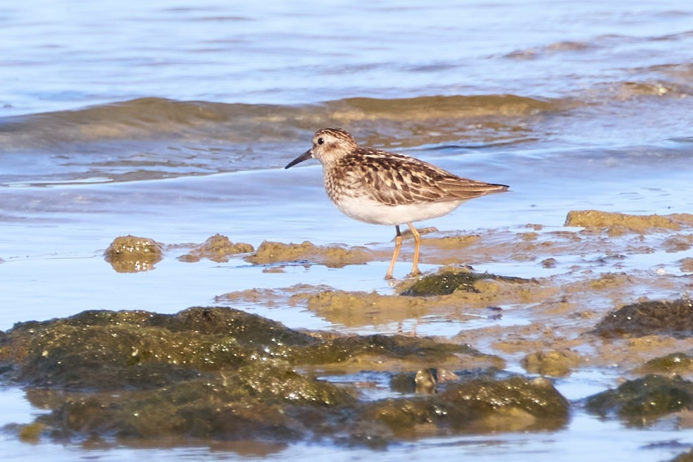 Least Sandpiper - ML639097615