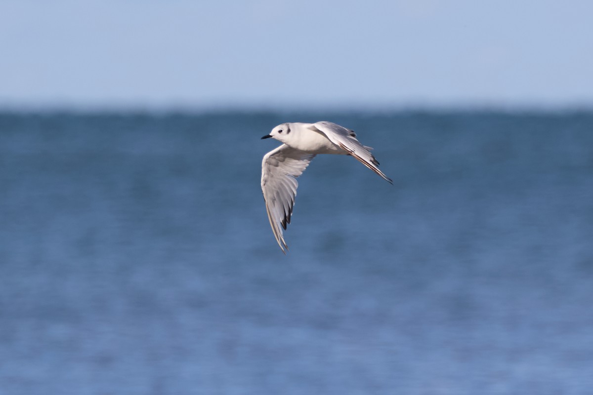 Bonaparte's Gull - ML639097636