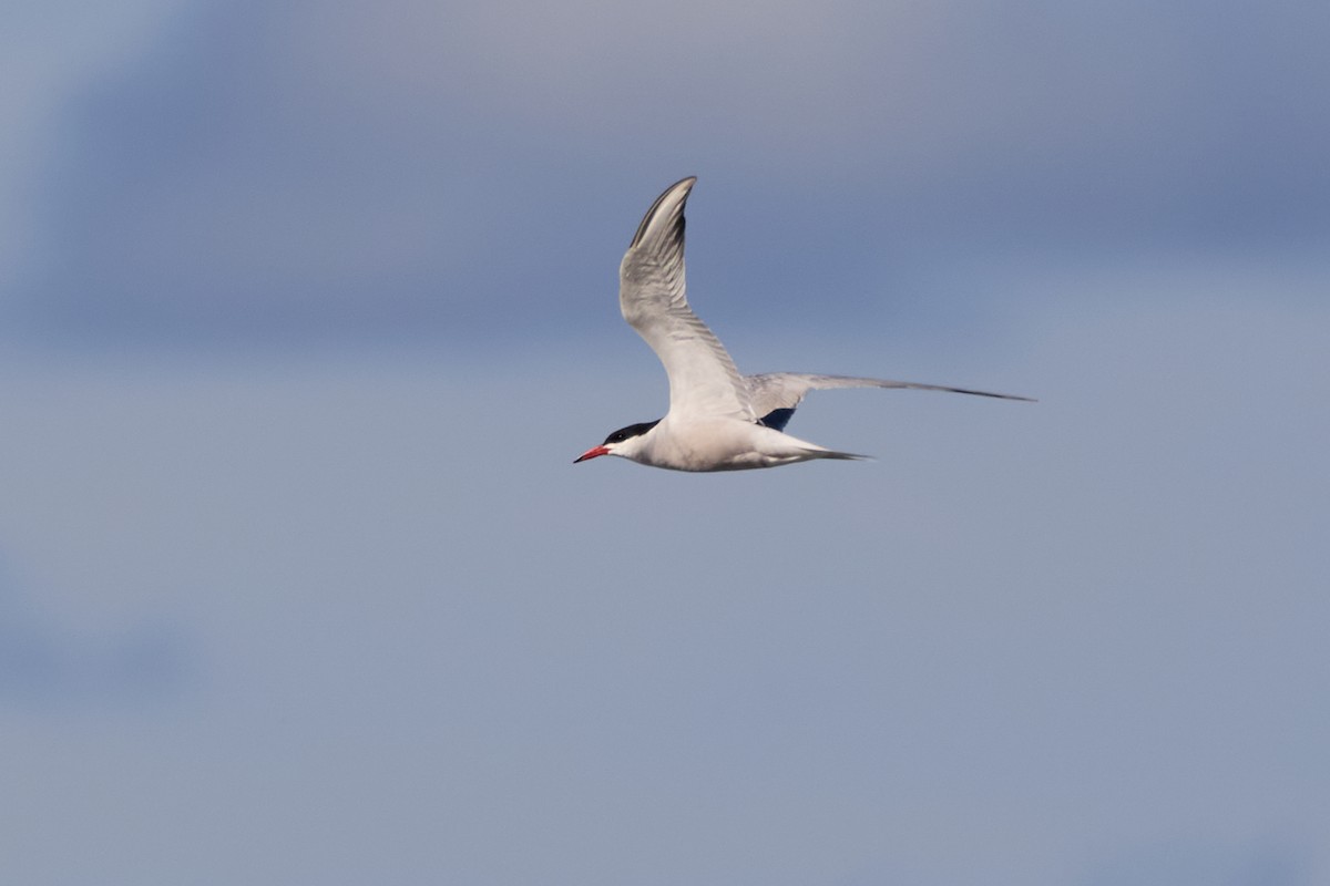 Common Tern - ML639097647
