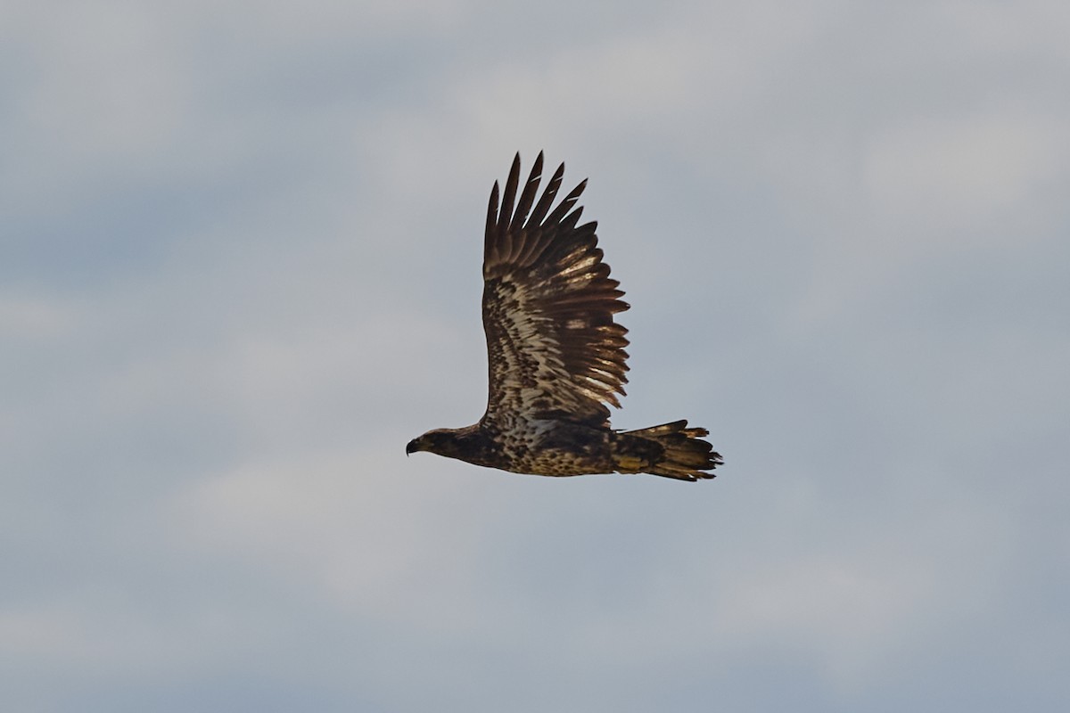 Bald Eagle - ML639097654