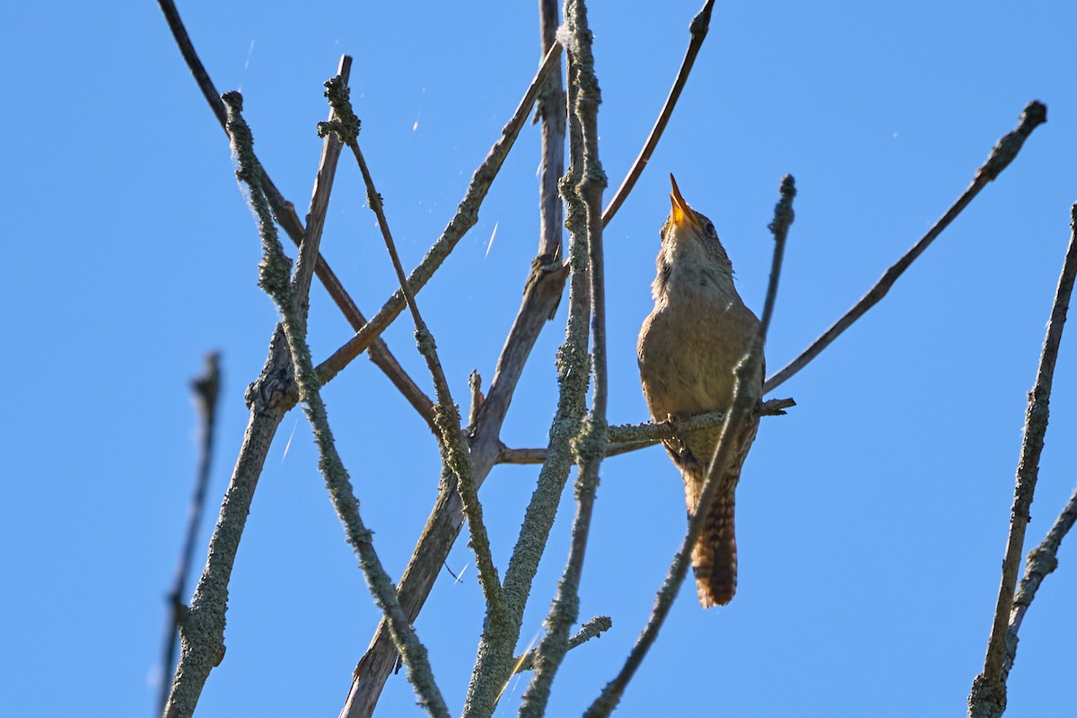 Northern House Wren - ML639097667