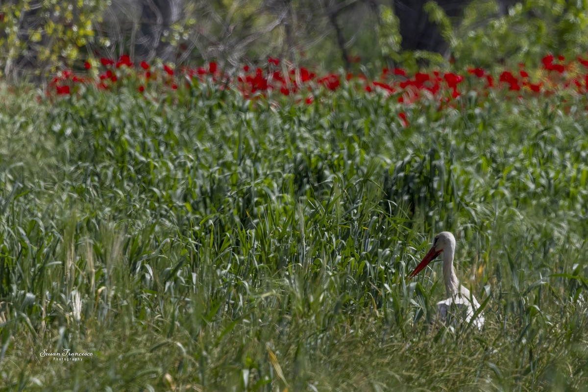 White Stork - ML639097697