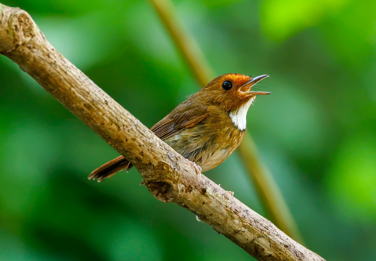 Rufous-browed Flycatcher - ML639097775